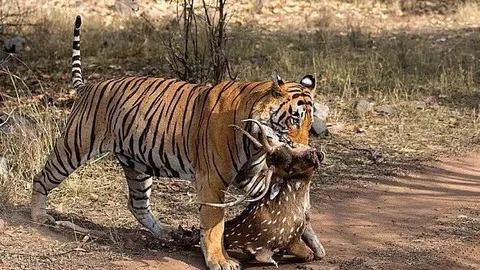 CLIP: Hổ dữ đoạt mạng hươu trong chớp mắt