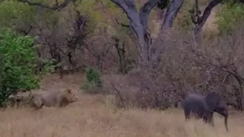 CLIP: 'Đơn thương độc mã', voi con lạc mẹ dũng cảm chống lại bầy sư tử