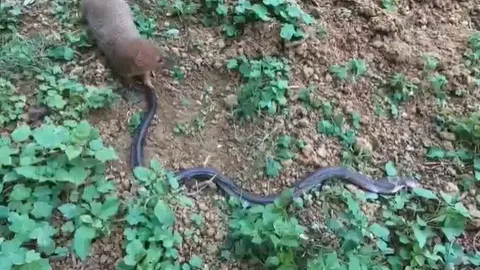 CLIP: Thấy hổ mang cực độc, cầy Mangut vẫn lao vào như không và kết cục bất ngờ