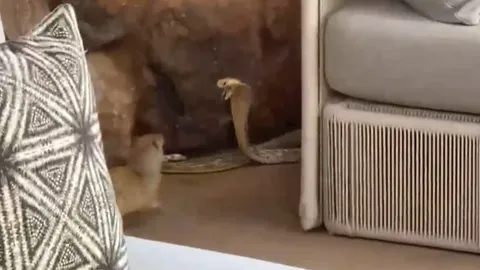 CLIP: Hổ mang Nam Phi “độn thổ” tránh nanh vuốt tử thần của cầy Mangut