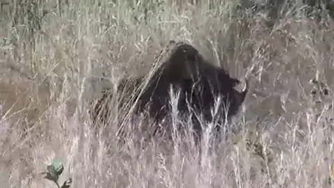 CLIP: Lợn bướu thoát hiểm ngoạn mục nhờ màn giao đấu nảy lửa giữa hai con báo hoa mai