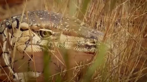 CLIP: Lỡ mất con mồi "khủng" Kangaroo, kỳ đà khổng lồ trút cơn thịnh nộ lên rắn độc