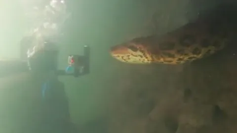 CLIP: Đụng độ nhóm thợ lặn dưới sông, trăn Anaconda dài 7 mét làm ra hành động bất ngờ