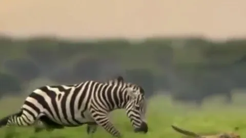 CLIP: Vừa 'thai nghén' kế hoạch săn ngựa vằn, báo săn đã bị con mồi đuổi cho 'chạy té khói'