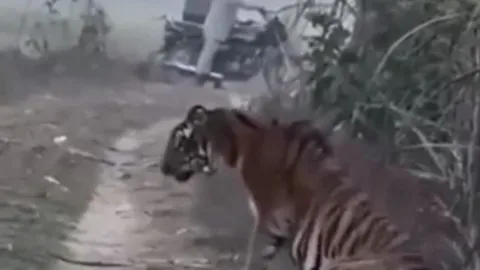 CLIP: Hổ dữ bất ngờ xuất hiện gần làng, người dân thản nhiên quay phim và cái kết bất ngờ