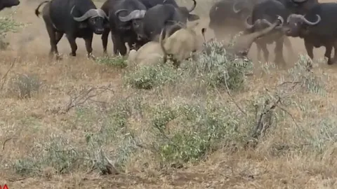 CLIP: Trâu rừng phản công ngoạn mục, sư tử hoảng sợ tháo chạy