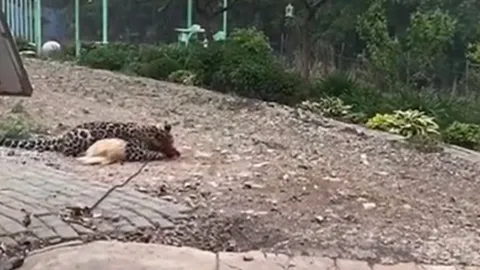 CLIP: Giữa ban ngày, báo hoa mai lẻn vào nhà dân săn chó nhà rồi ăn thịt tại chỗ