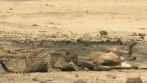 CLIP: Báo săn tung đòn sấm sét, hạ gục linh dương Kudu trong tích tắc