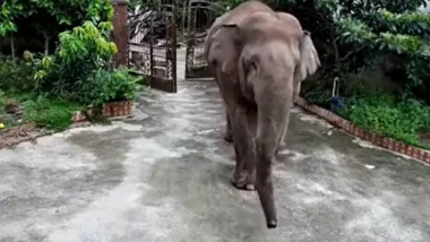 CLIP: Kinh hoàng khoảnh khắc voi rừng phá cổng sắt xông vào nhà dân... ăn cơm