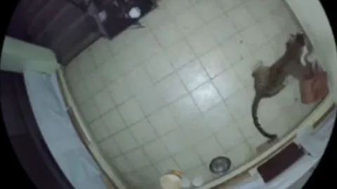 CLIP: Nửa đêm, báo hoa mai lẻn vào nhà dân bắt trộm chó nhà rồi tha đi