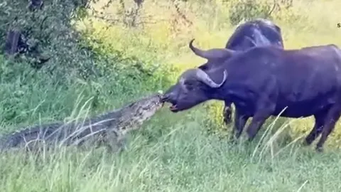 CLIP: Bị cá sấu ngoạm chặt mõm, trâu rừng vẫn có màn 'lật kèo' đáng nể