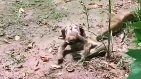 CLIP: Bị con lười 'đè đầu cưỡi cổ', trăn anaconda có màn ứng xử khiến nhiều người 'sốc'