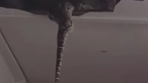 CLIP: Nghe tiếng động lạ trên trần nhà, kiểm tra thì phát hiện 2 con trăn 'khủng' và màn thu phục khiến người xem 'thót tim'