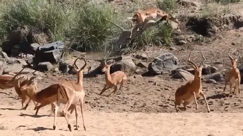 CLIP: Báo hoa mai ẩn thân tuyệt đỉnh, ra đòn nhanh như chớp đoạt mạng linh dương Impala