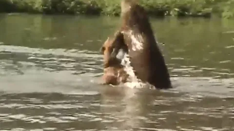 CLIP: Pitbull gan lì đơn độc đối đầu cả đàn chuột lang, ai mới là kẻ thống trị?