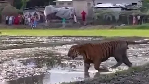 CLIP: Hổ dữ đi vào làng, người dân hiếu kỳ kéo nhau ra xem và cái kết