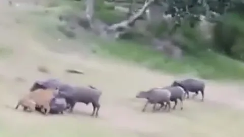 CLIP: Vừa hạ gục được trâu rừng, hổ dữ bị đồng loại của con mồi tấn công ngược và cái kết khó tin