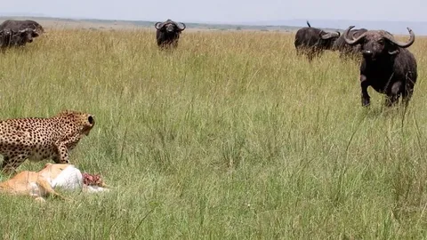 CLIP: Trâu rừng tò mò, phá hỏng bữa ăn của báo săn