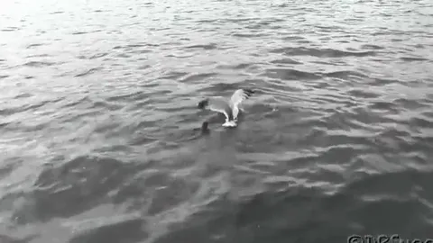 CLIP: Cuộc “thủy chiến” nghẹt thở giữa chồn sương và mòng biển