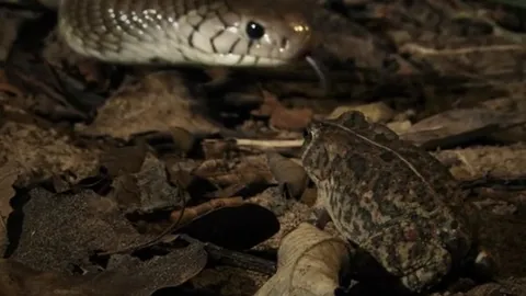 CLIP: Chú cóc đen đủi và cái kết không ngờ sau hai lần thoát chết