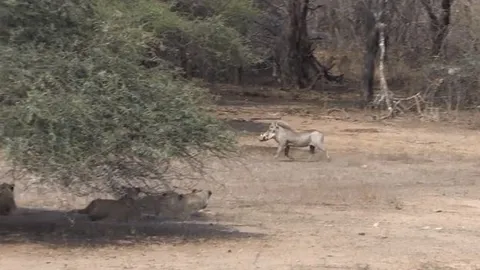 CLIP: Lợn bướu ngang nhiên thách thức 5 chú sư tử nhưng vẫn may mắn sống sót