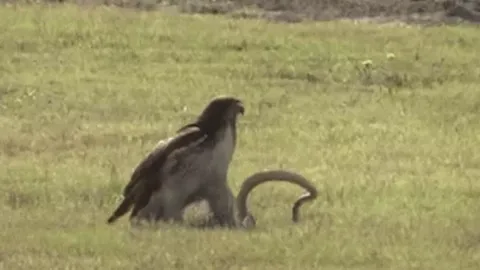 CLIP: Săn được rắn chuột, chim ưng không vội ăn thịt mà làm ra hành động bất ngờ