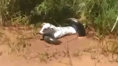 CLIP: Trăn khổng lồ bắt trộm bò, nông dân bất lực dù cố sức giải cứu