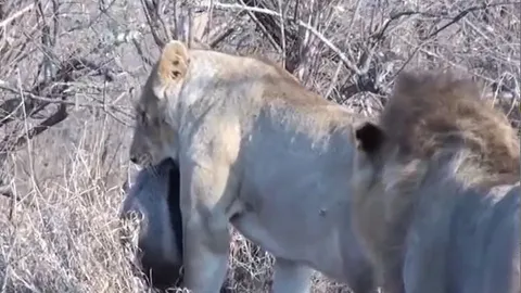 CLIP: Săn được lửng mật, sư tử vẫn bị con mồi 'làm khó'