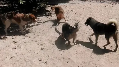 CLIP: Cuộc chiến sinh tử giữa bầy chó và con rắn trong vườn nhà