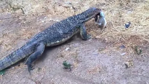 CLIP: Kỳ đà "đột kích" hang thỏ, tóm gọn con mồi chỉ trong tích tắc