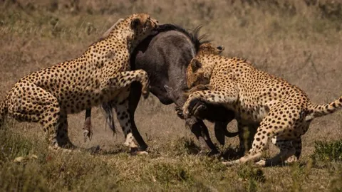 CLIP: Bầy báo săn hợp lực truy sát linh dương đầu bò