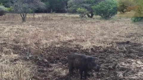 CLIP: Báo hoa mai chạy bạt mạng vì bị lợn rừng truy đuổi