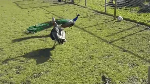 CLIP: Gà tây “đấu võ” với công, trận chiến kịch tính và cái kết khiến đối thủ phải "bay thoát thân"