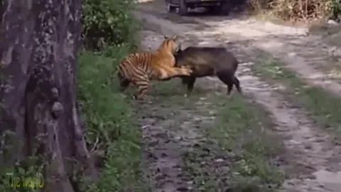 CLIP: Lợn rừng quyết tử với hổ dữ trong cuộc chiến sinh tồn nghẹt thở