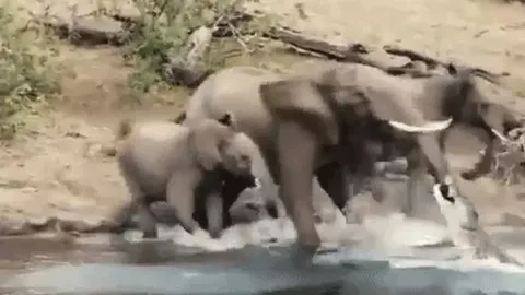 CLIP: Đang uống nước, voi rừng bị cá sấu 'tập kích' bất ngờ và cái kết 