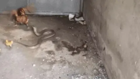 CLIP: Lẻn vào chuồng bắt gà con, rắn hổ mang bị gà mẹ đánh cho tơi tả