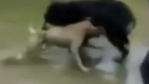 CLIP: Mãn nhãn trước màn tử chiến 'nảy lửa' giữa chó ngao Tây Tạng và pitbull