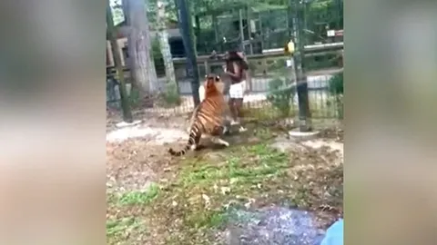 CLIP: Liều lĩnh vượt rào tiếp cận hổ dữ, cô gái suýt mất bàn tay