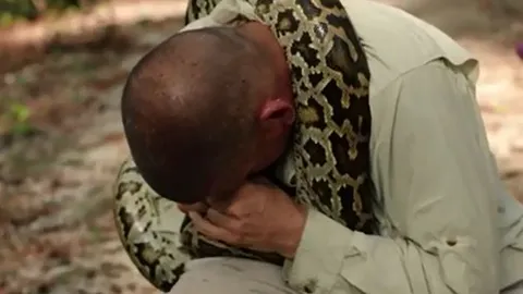 CLIP: Mắc sai lầm nghiêm trọng, chuyên gia săn rắn bị trăn 'khủng' đớp trúng mặt