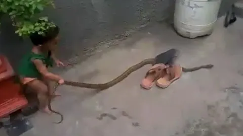 CLIP: Rùng mình cảnh bé gái chưa đầy 2 tuổi tay không bắt rắn trong sân nhà