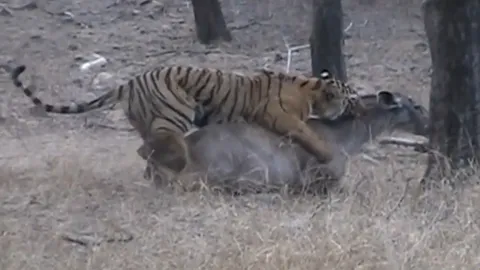 CLIP: Hổ vật lộn mệt nhoài mới hạ gục được hươu