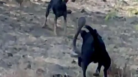 CLIP: Rắn hổ mang tử chiến với 2 con chó nhà và cái kết 'nghẹt thở'