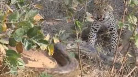 CLIP: Báo hoa mai tung cú cắn nhanh như chớp, đoạt mạng trăn 'khủng'