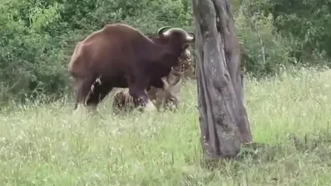 CLIP: Khoảnh khắc "chúa sơn lâm" hạ gục bò tót trong tích tắc