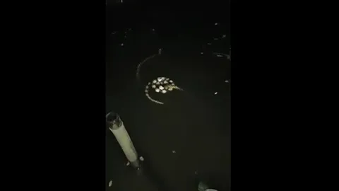 CLIP: Màn tấn công gây sốc, rắn cạp nia tung đòn xoáy khiến con mồi "choáng váng" dưới nước