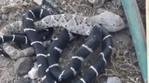 CLIP: Rắn Vua tung đòn hiểm, hạ gục “ông trùm” nọc độc chỉ trong tích tắc