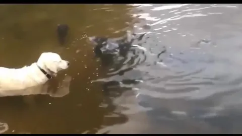 CLIP: Màn săn mồi ngoạn mục rồi hụt hẫng, chú chó Labrador suýt tóm gọn cá trê "khủng"