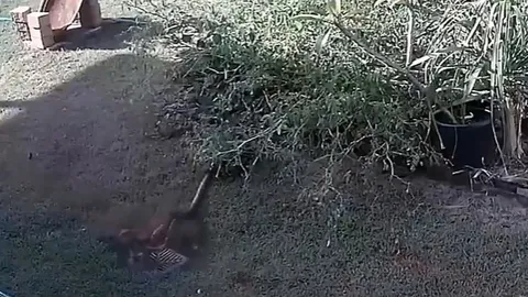 CLIP: Trăn dữ phục kích trong bụi rậm, bất ngờ lao ra siết chặt chó nhà