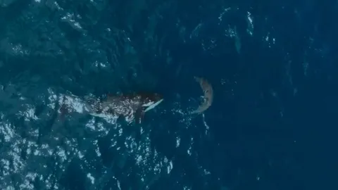 CLIP: Cá voi sát thủ ra đòn chớp nhoáng, hạ gục cá mập trắng khổng lồ