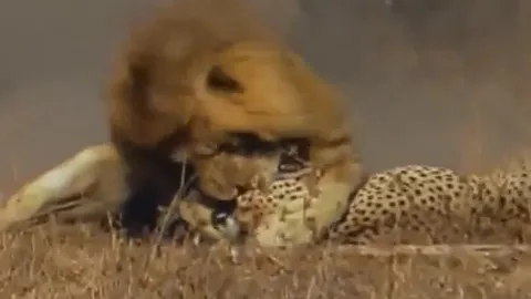 CLIP: Một phút lơ là, báo săn bị sư tử kết liễu trong chớp mắt